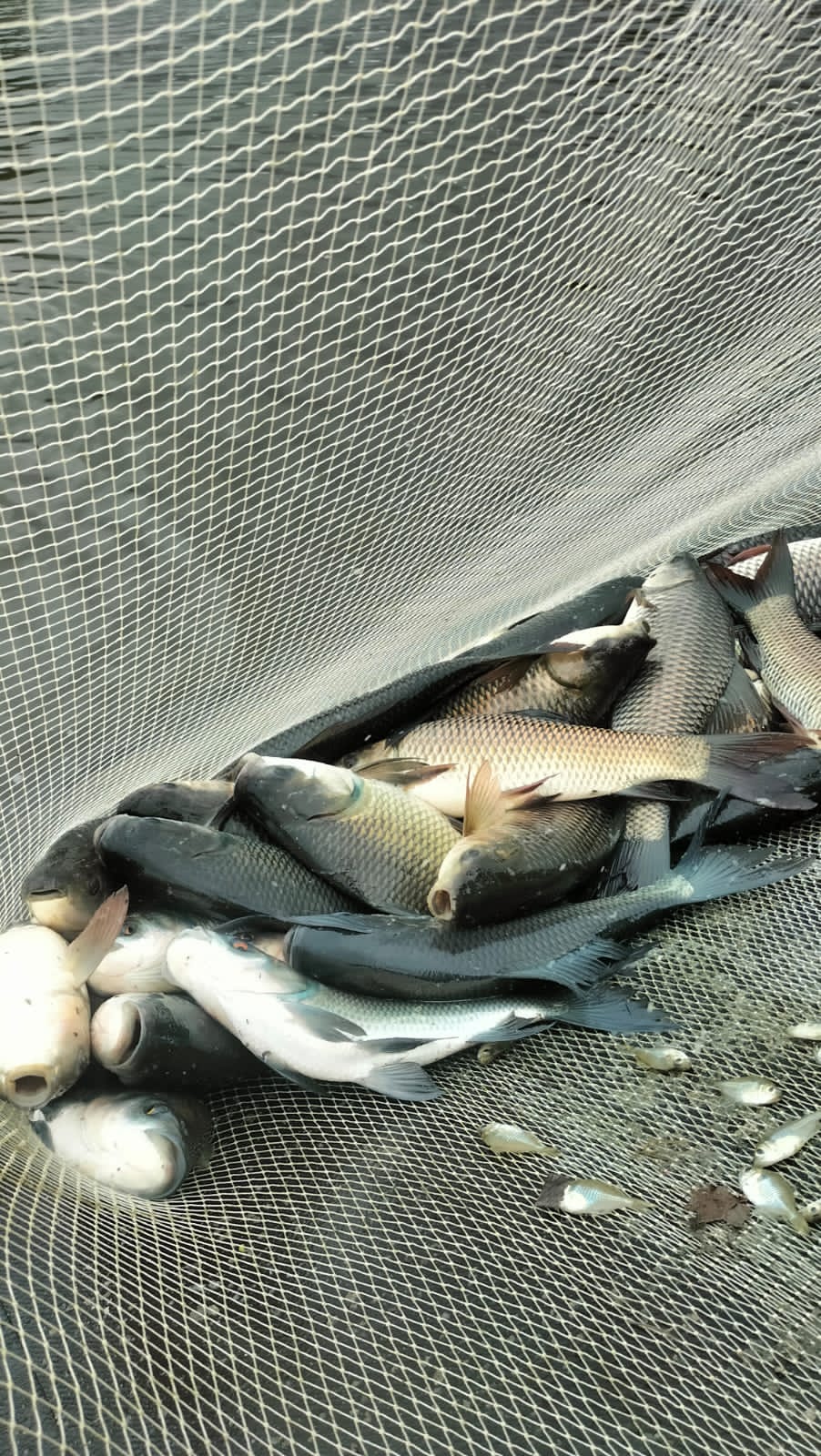 Harvesting & Sell Support