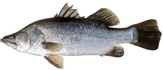 Asian Seabass