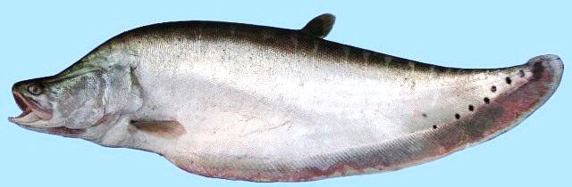 Chital (Featherback)