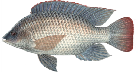 GIFT Tilapia