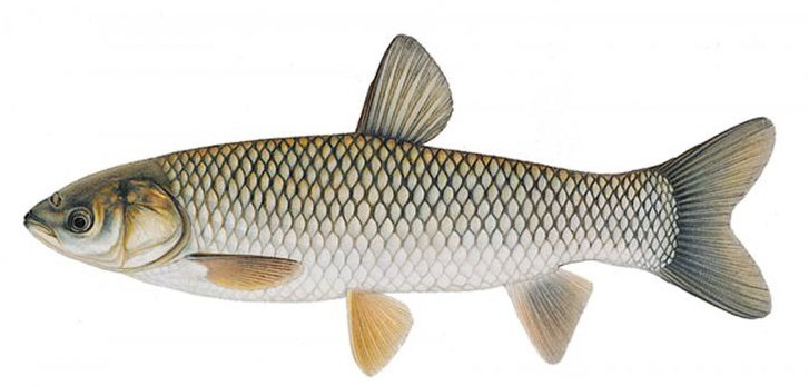 Grass Carp