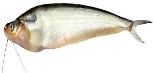 Pabda Catfish