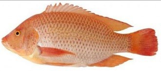 Red Tilapia