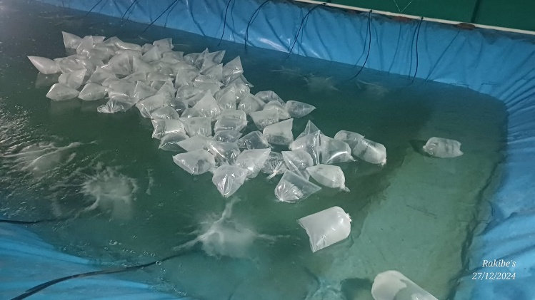 Water Filling & Quality Setup